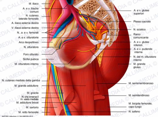 Kalça Kasları ve Görevleri
