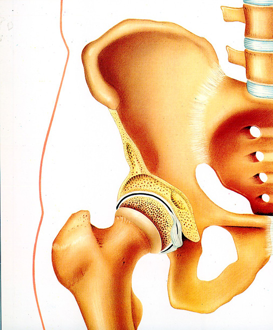 Kalça Eklemi Özellikleri ve Faydaları Nelerdir?